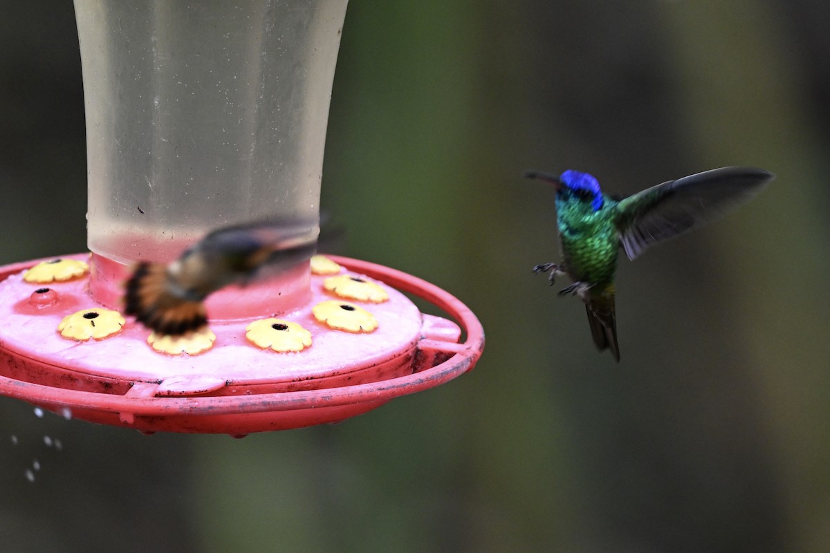 White-bellied Woodstar - ML638316359