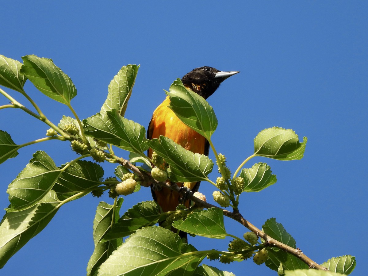 Oriole de Baltimore - ML638316370