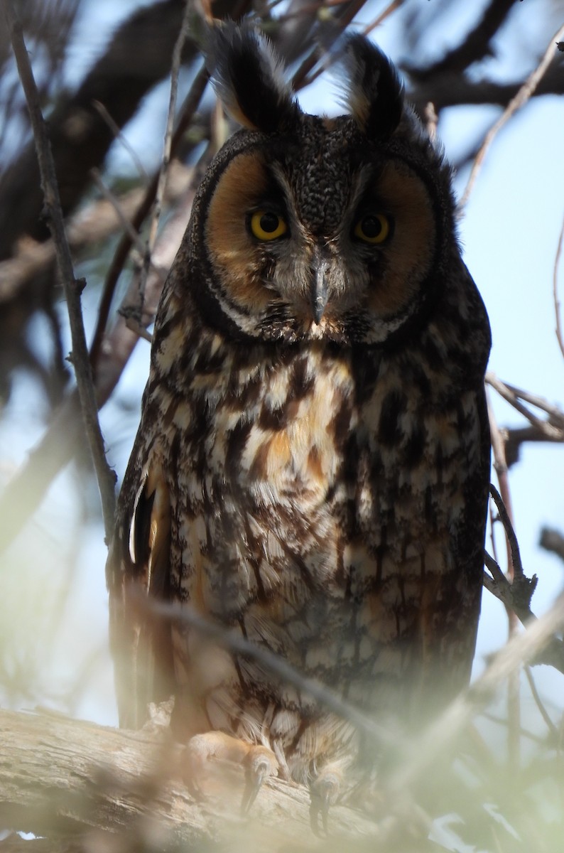 Hibou moyen-duc - ML638316384
