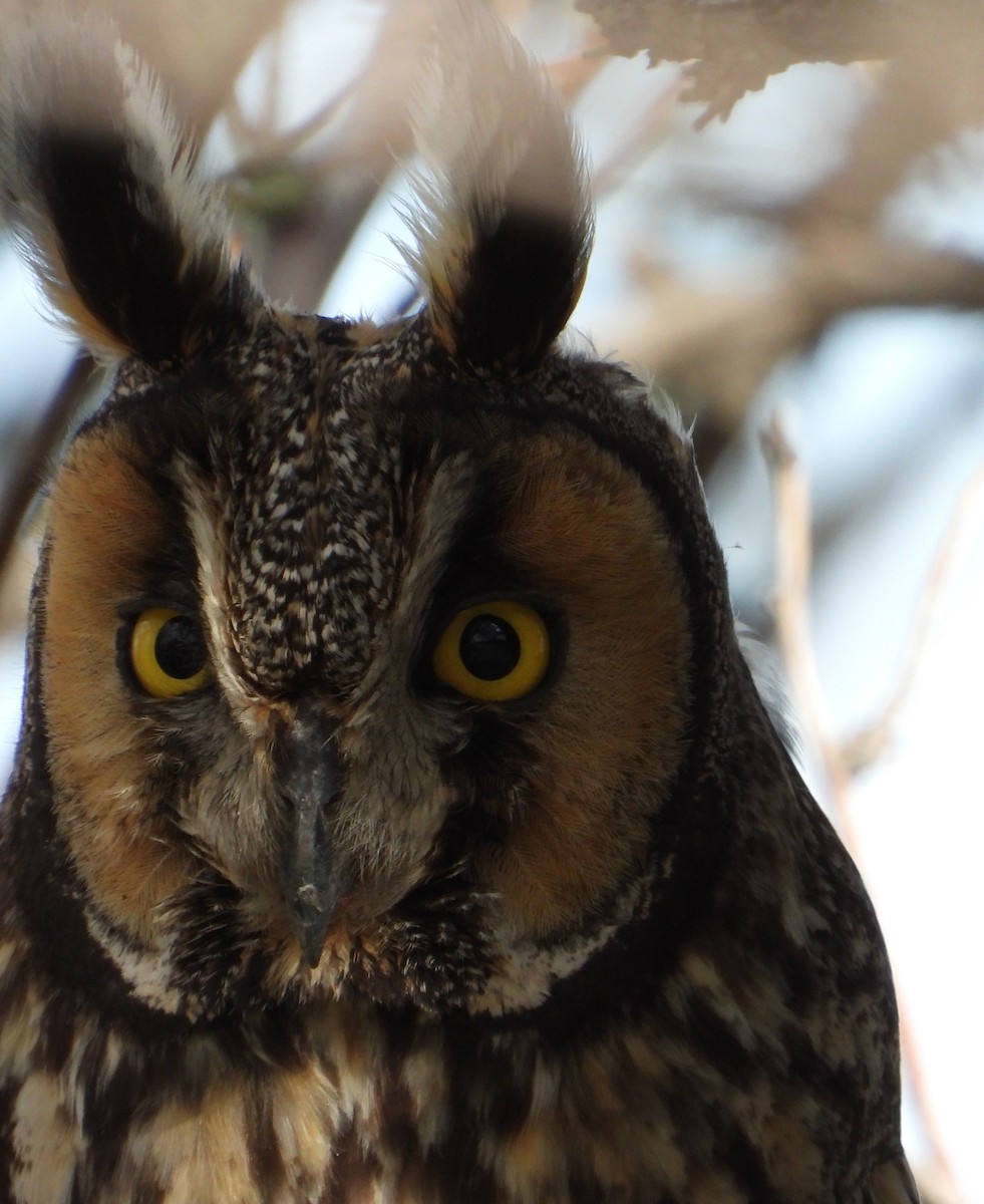 Hibou moyen-duc - ML638316385