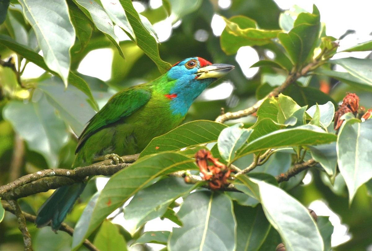 Blue-throated Barbet - ML638316389