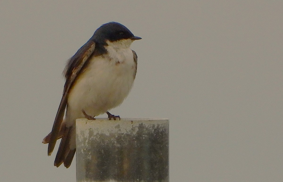 Tree Swallow - ML638316395