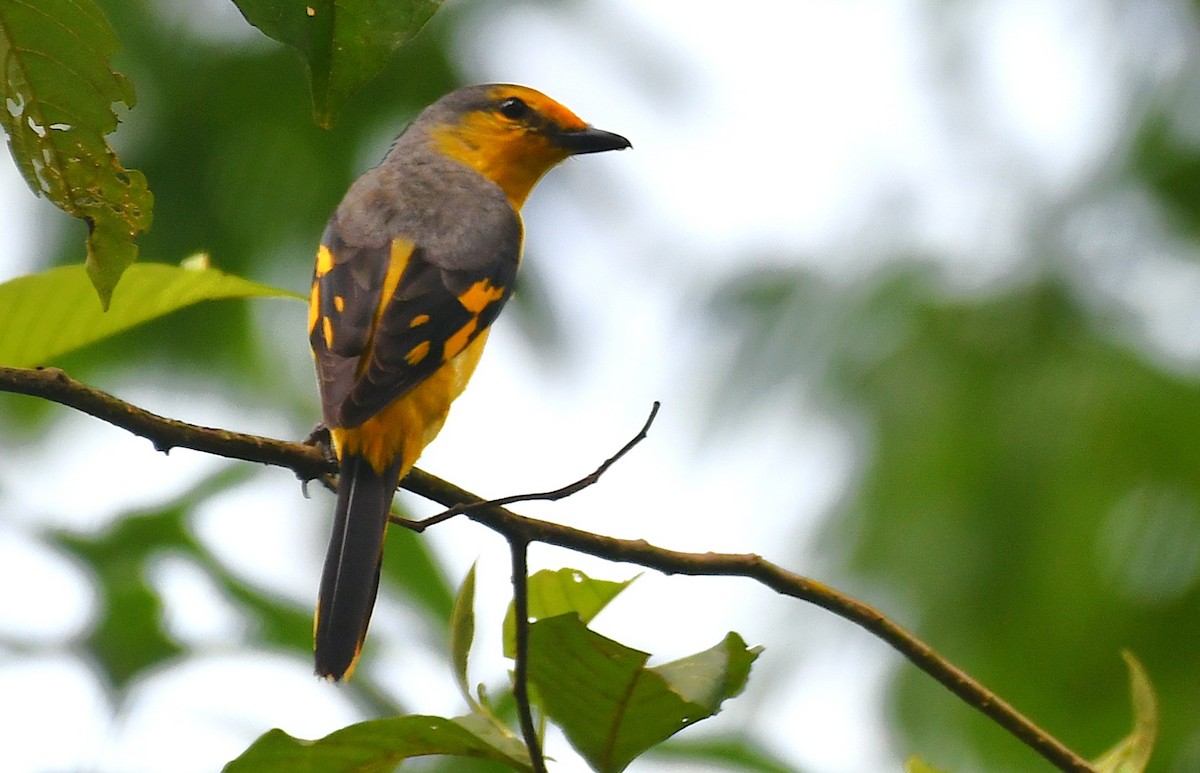 Kırmızı Minivet - ML638316396