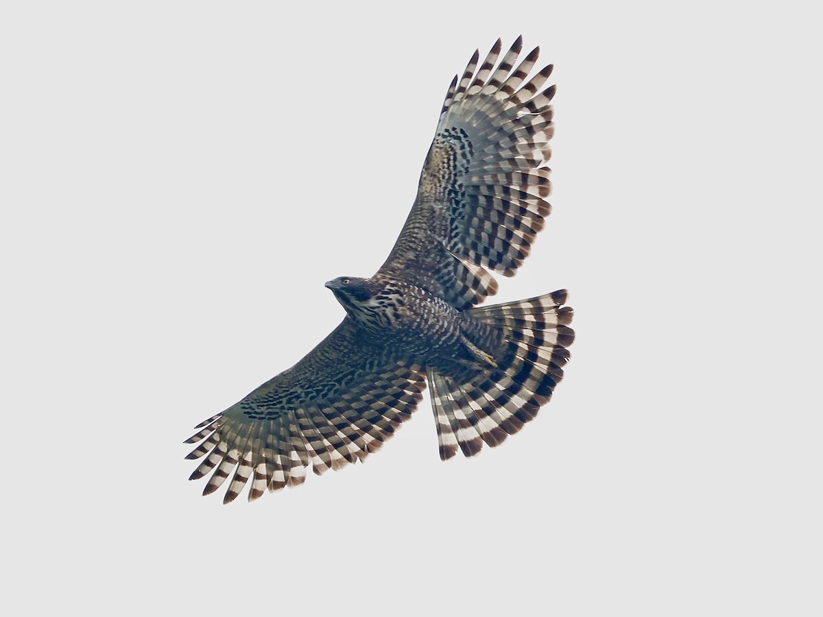 Mountain Hawk-Eagle - ML638316401
