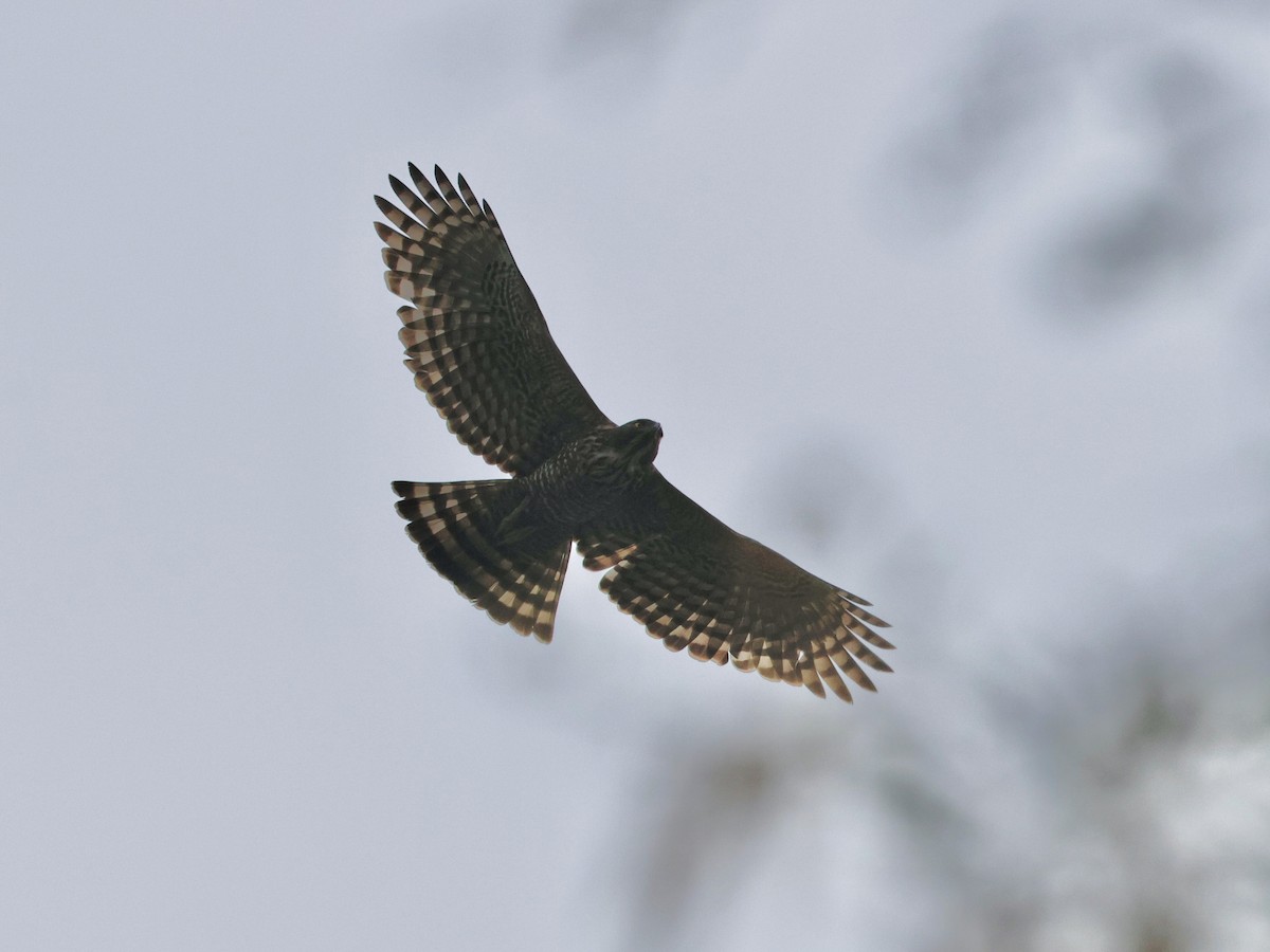 Mountain Hawk-Eagle - ML638316402