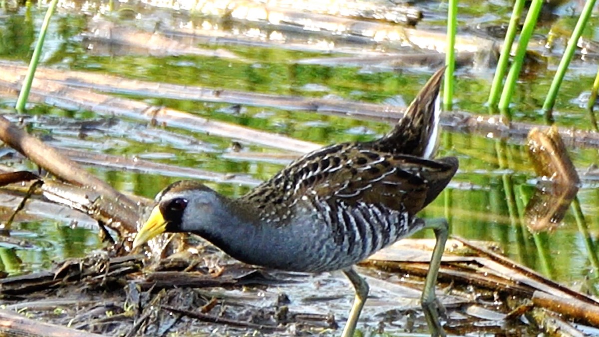 Sora uroilanda - ML638316428