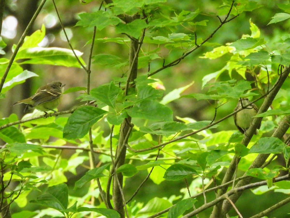 hvitøyevireo - ML638316436