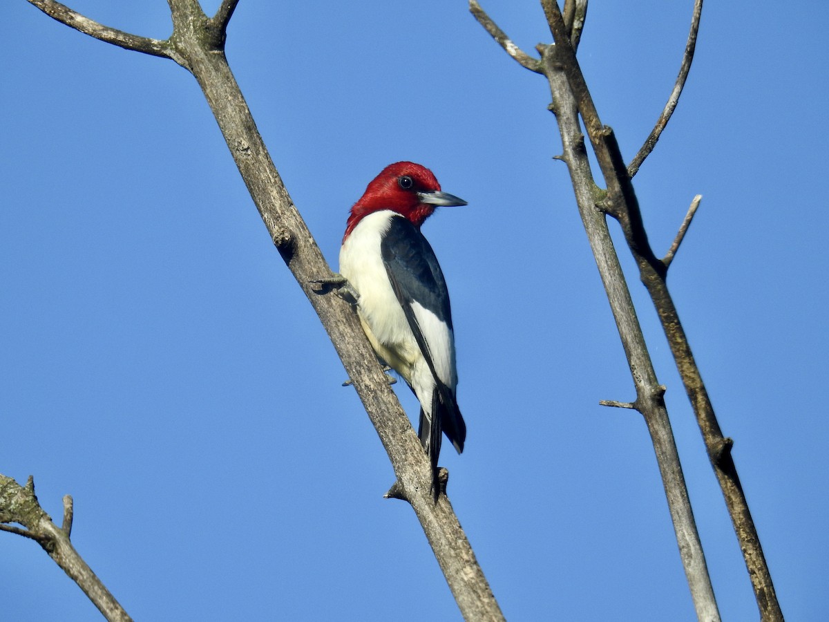 Red-headed Woodpecker - ML638316442