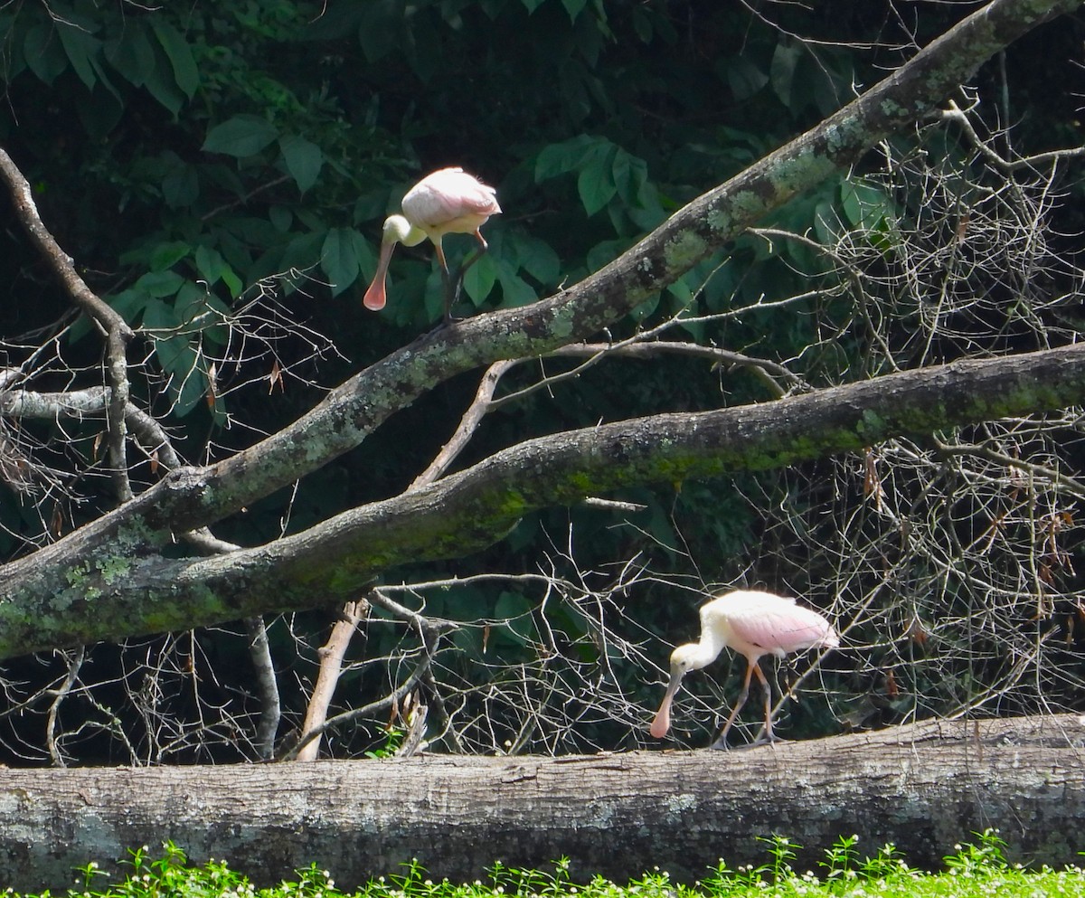 Roseate Spoonbill - ML638316443