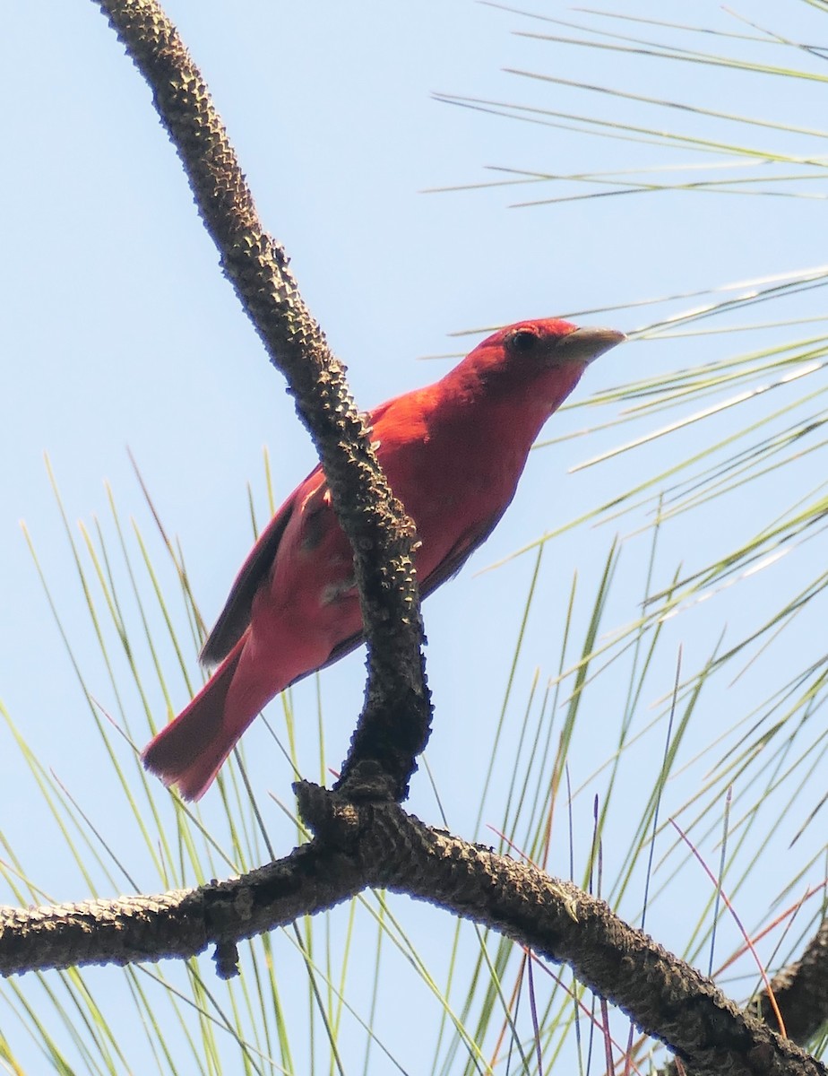 Summer Tanager - ML638316449