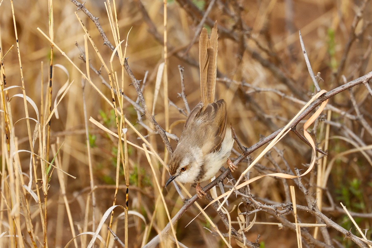 Black-chested Prinia - ML638316450