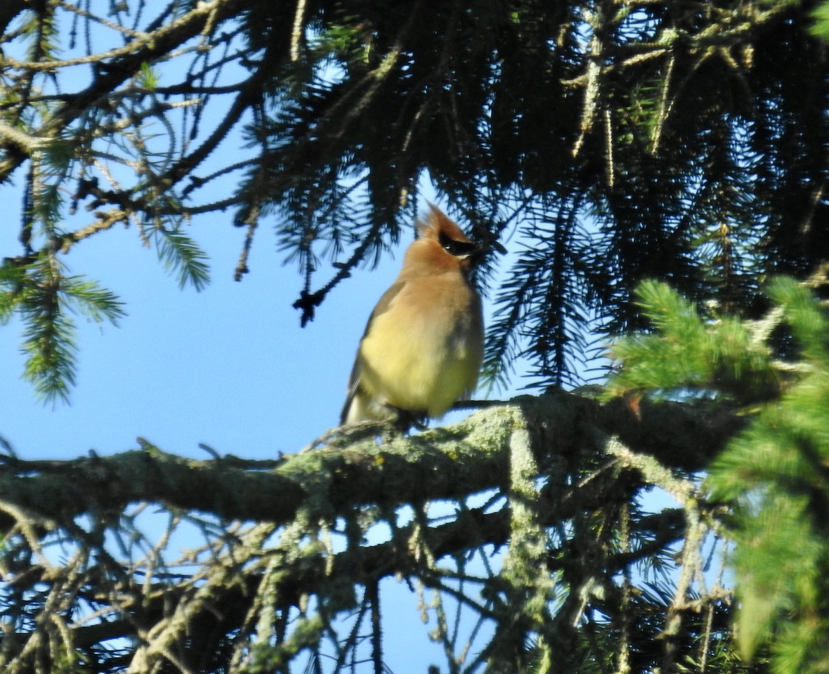 Cedar Waxwing - ML638316453