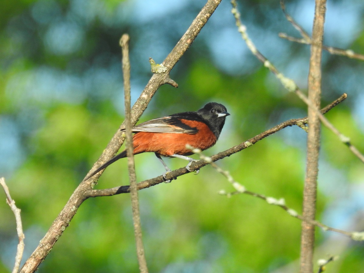 Orchard Oriole - ML638316459
