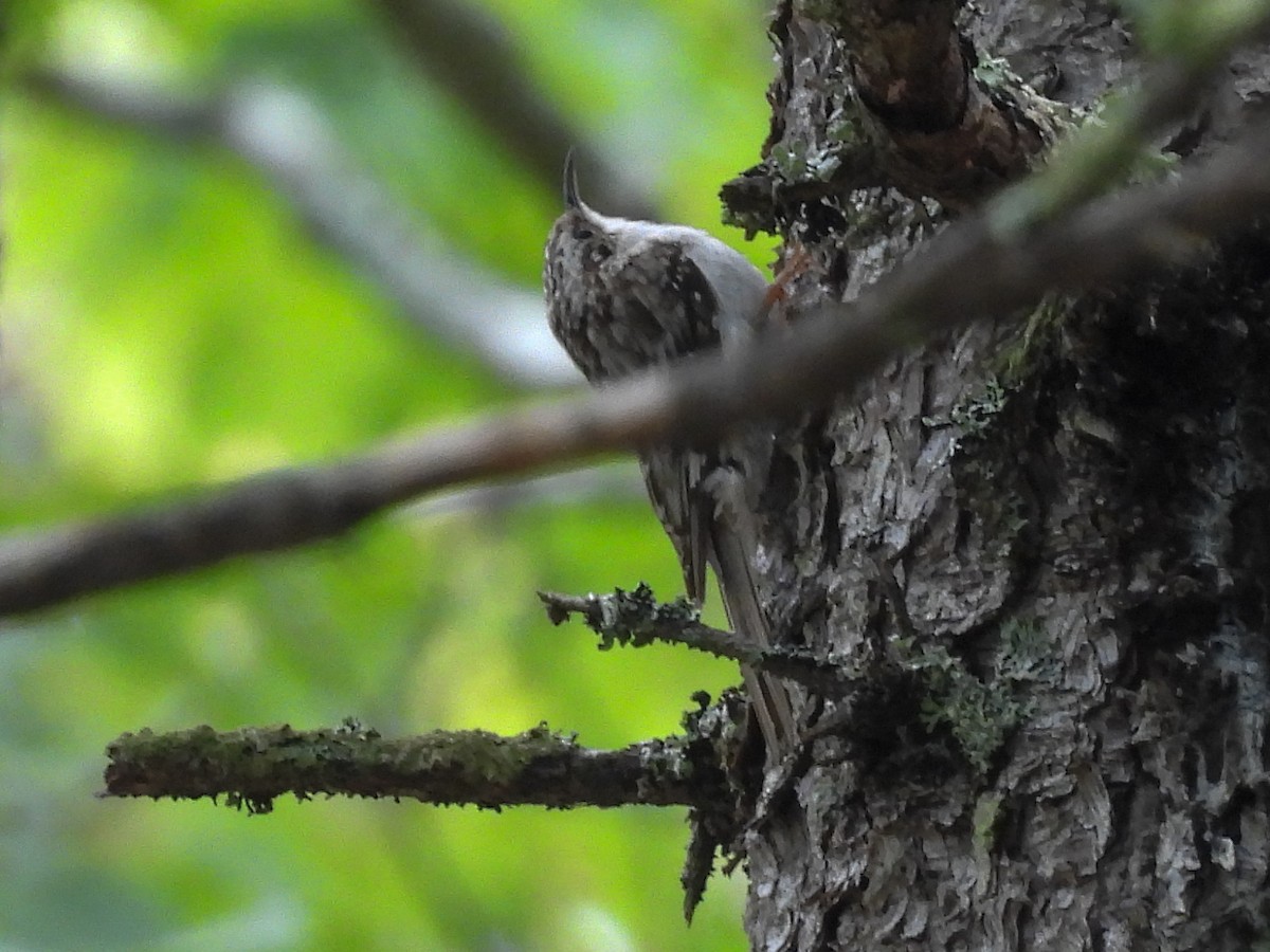 Brown Creeper - ML638316465