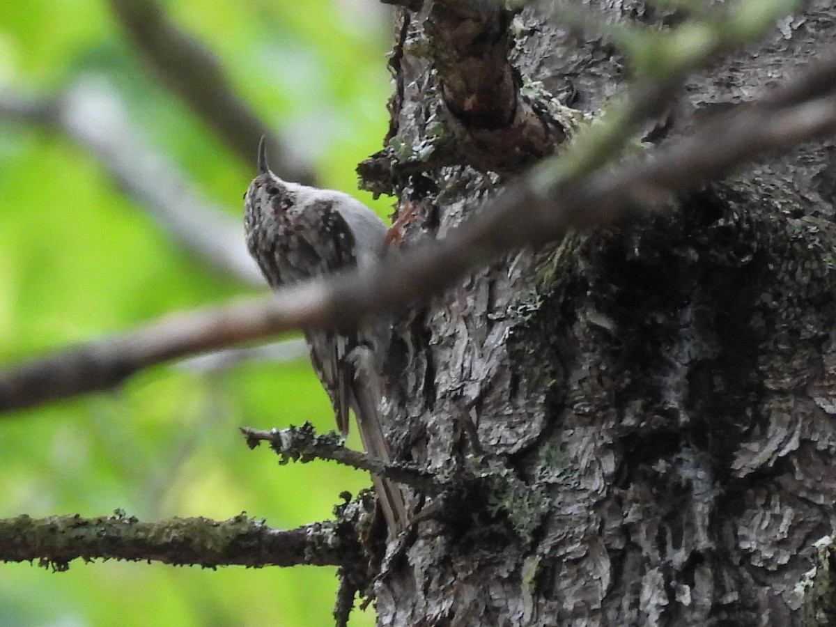 Brown Creeper - ML638316466