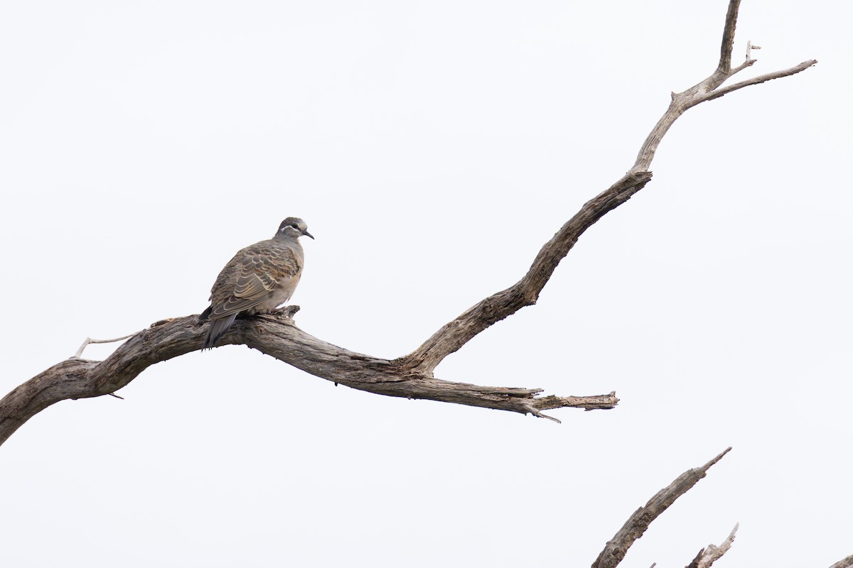 Common Bronzewing - ML638316468