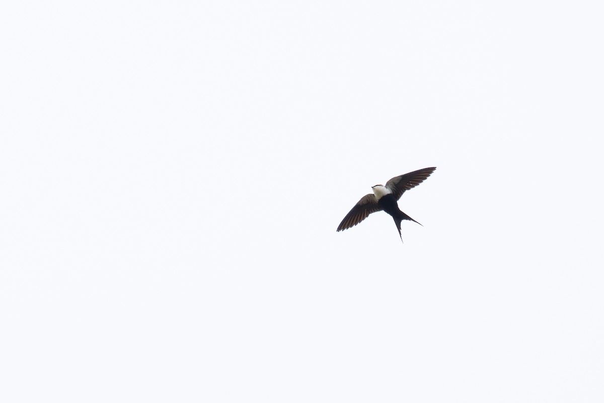 White-backed Swallow - ML638316470