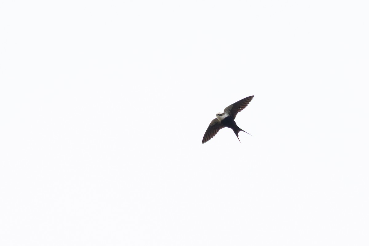 White-backed Swallow - ML638316477