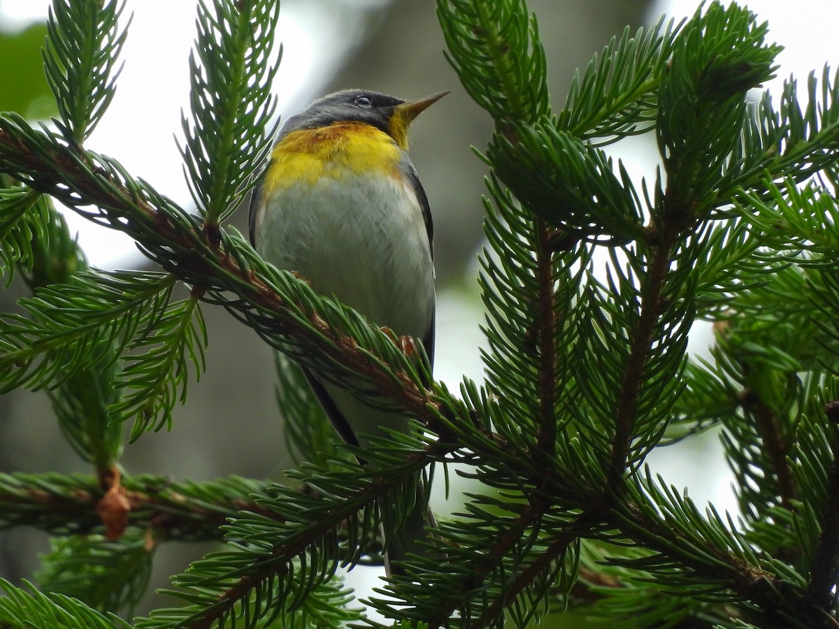 Northern Parula - ML638316483