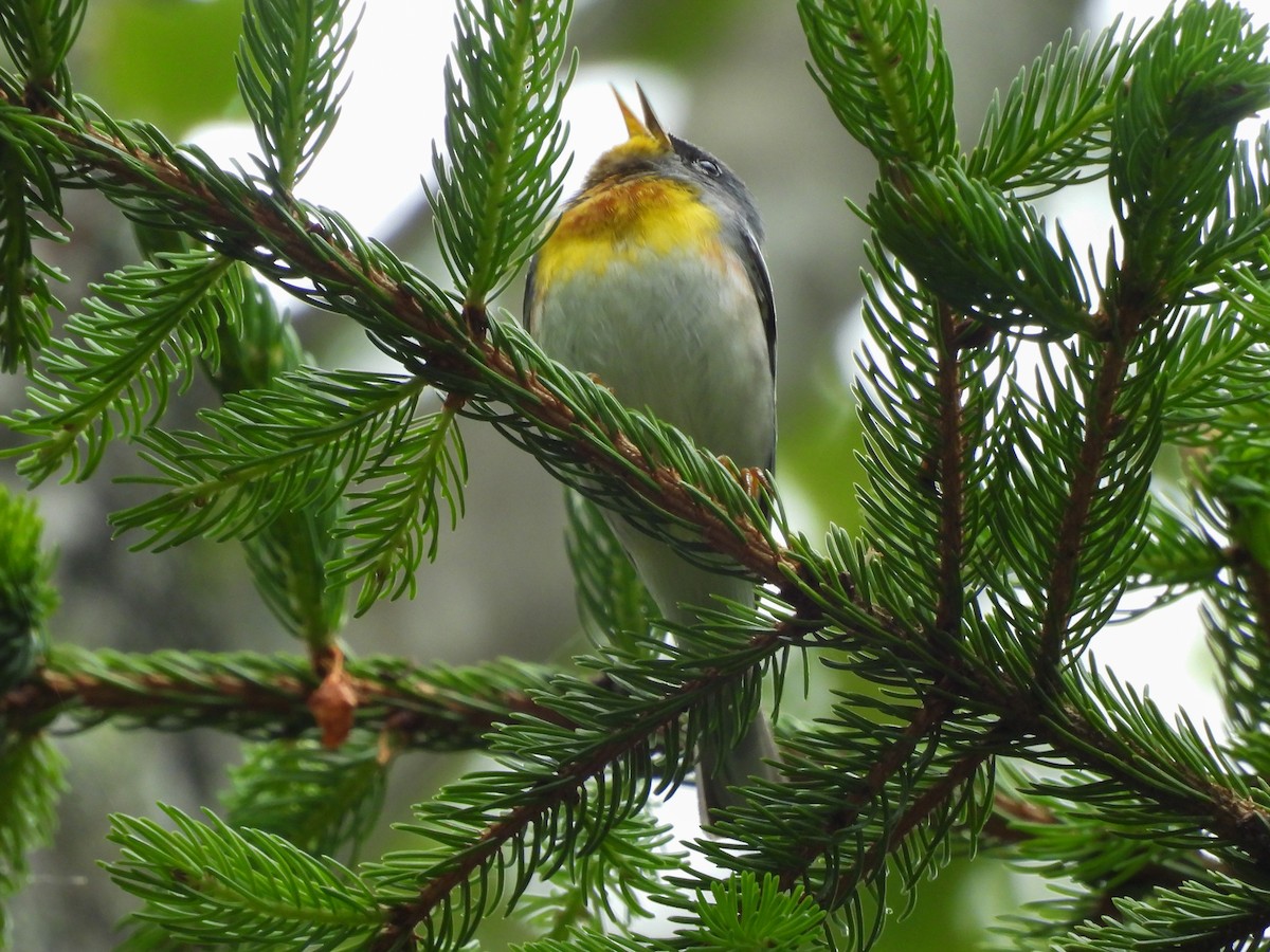 Northern Parula - ML638316484