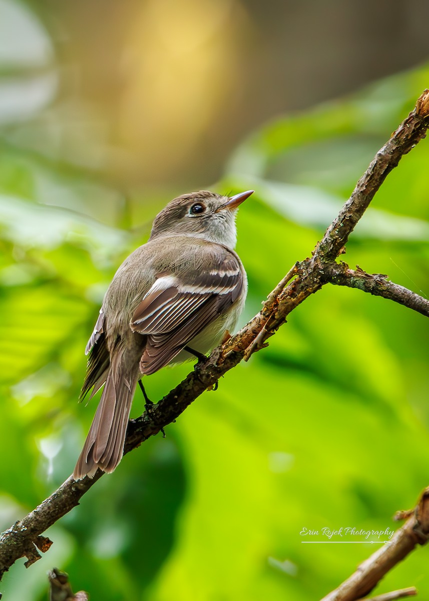 Eastern Wood-Pewee - ML638316494