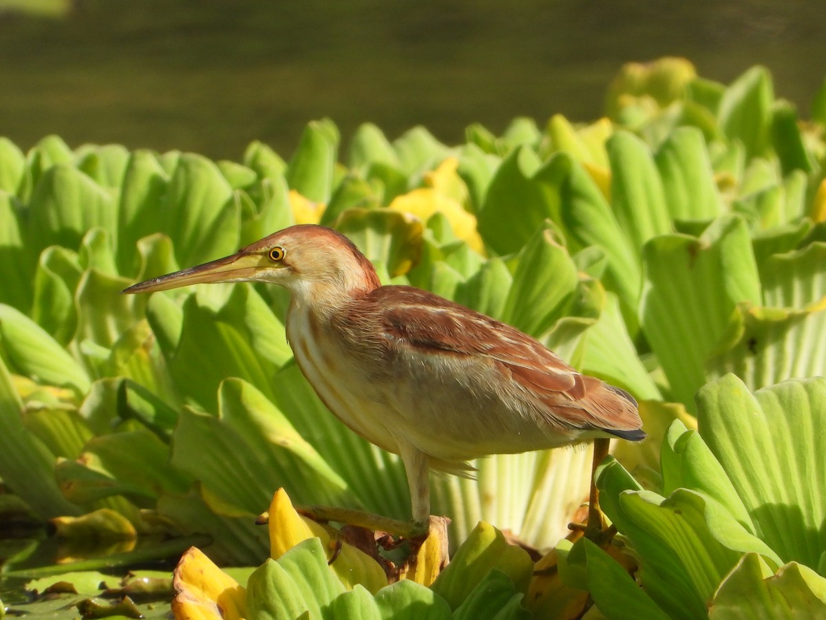 Yellow Bittern - ML638316495