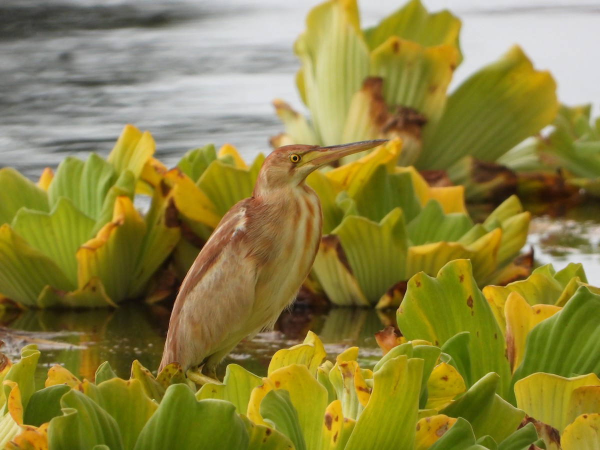 Yellow Bittern - ML638316496
