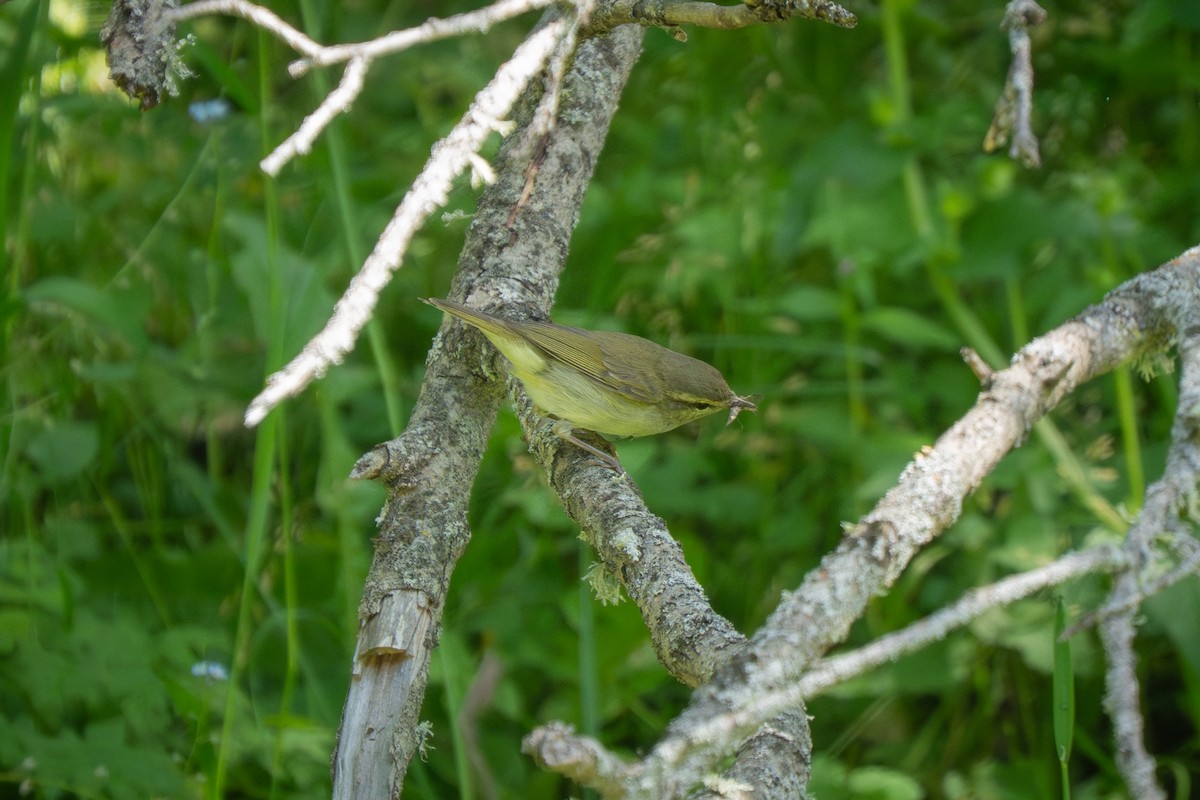 Pouillot verdâtre (viridanus) - ML638316498