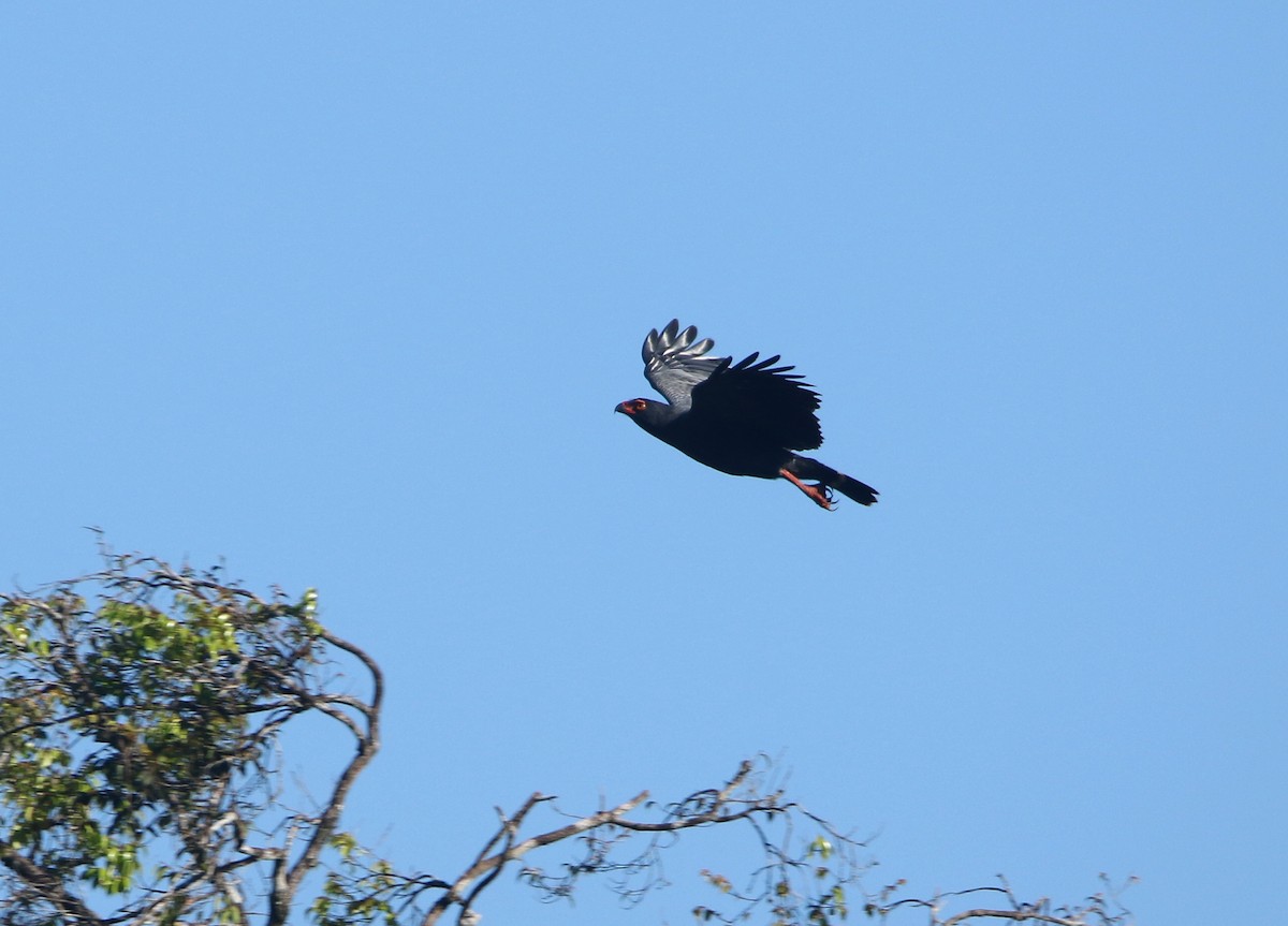 Slate-colored Hawk - ML638316500