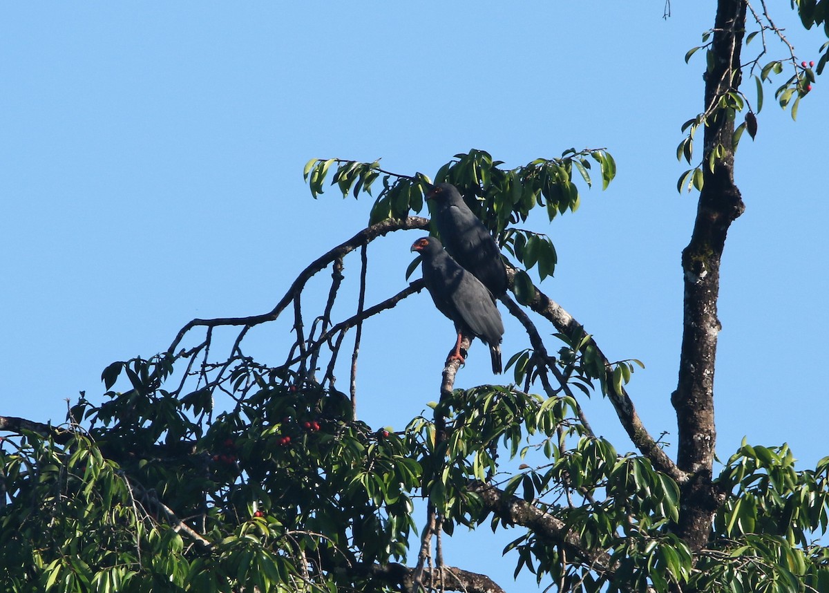 Slate-colored Hawk - ML638316501