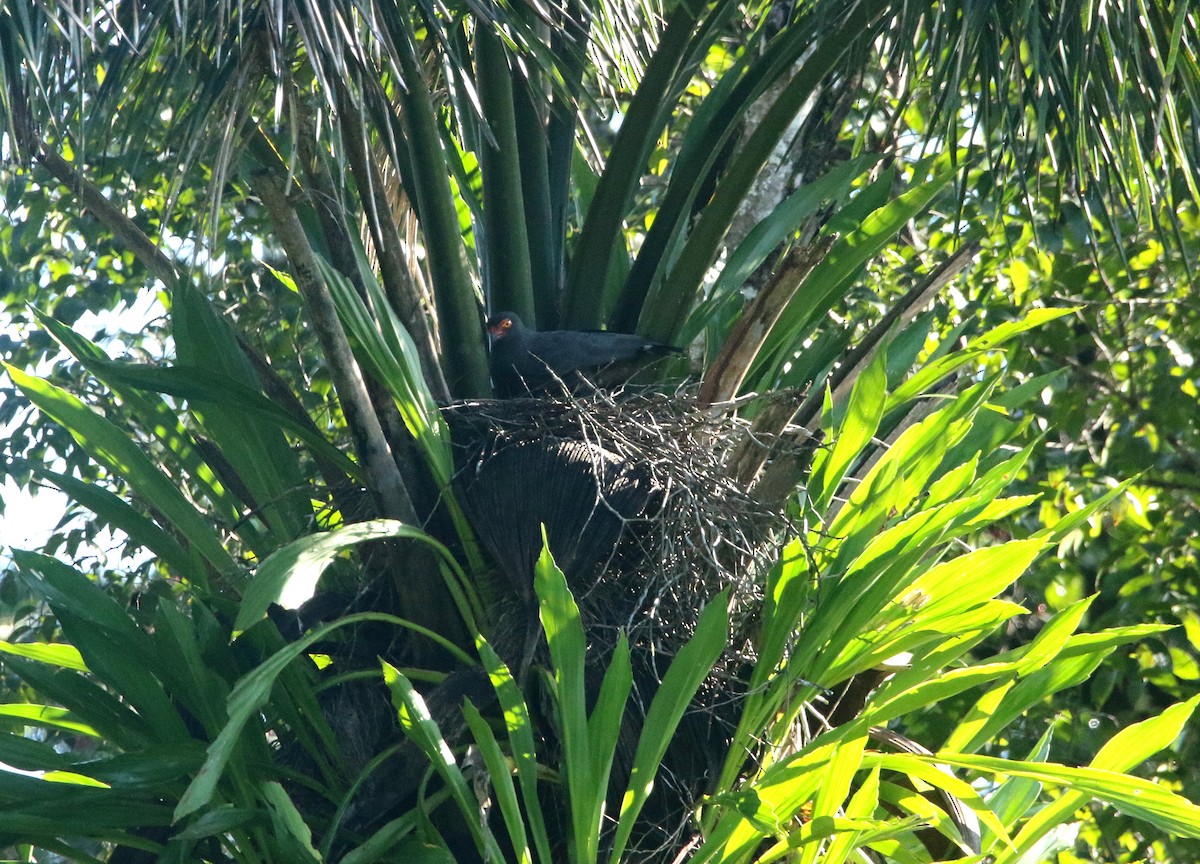 Slate-colored Hawk - ML638316502