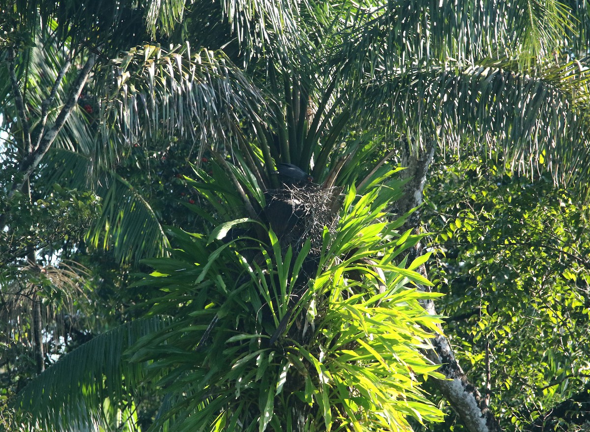 Slate-colored Hawk - ML638316503
