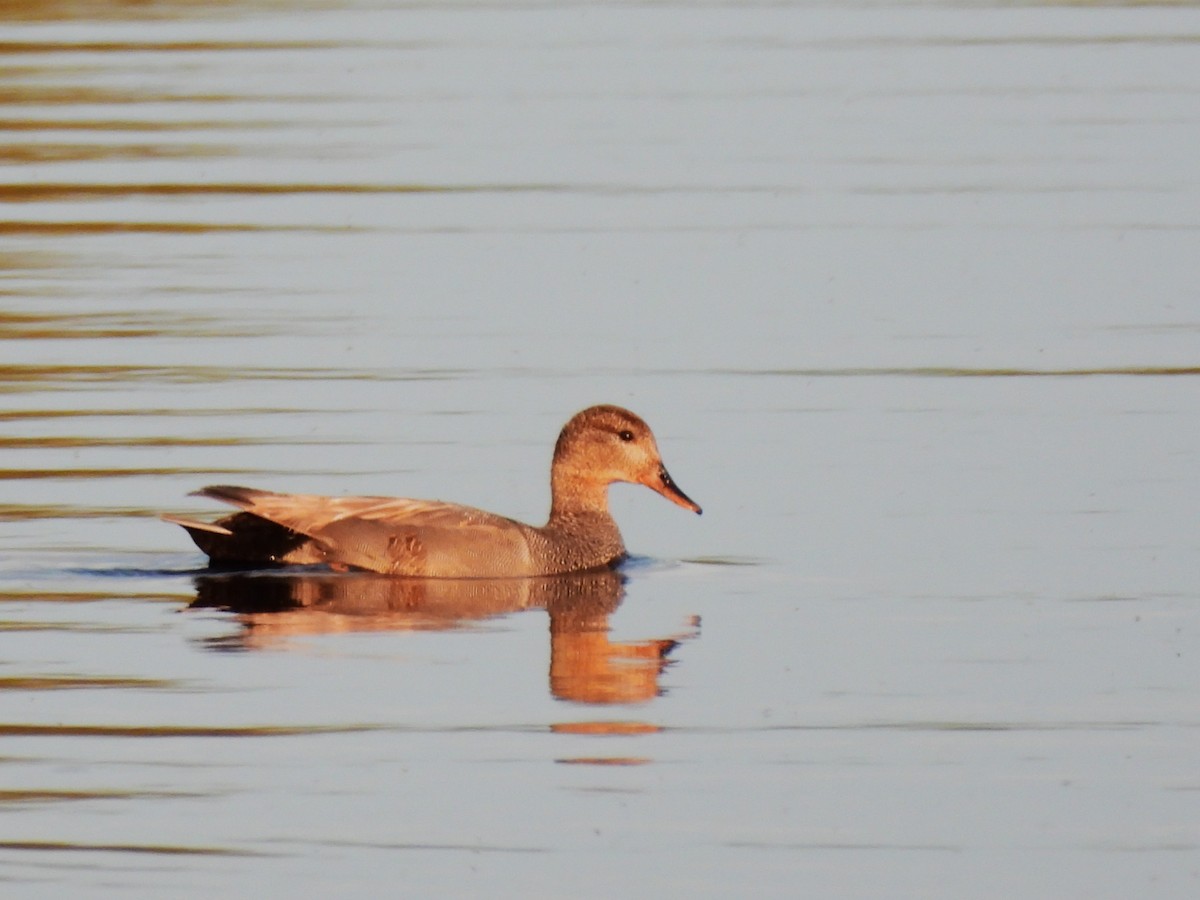 Gadwall - ML638316510