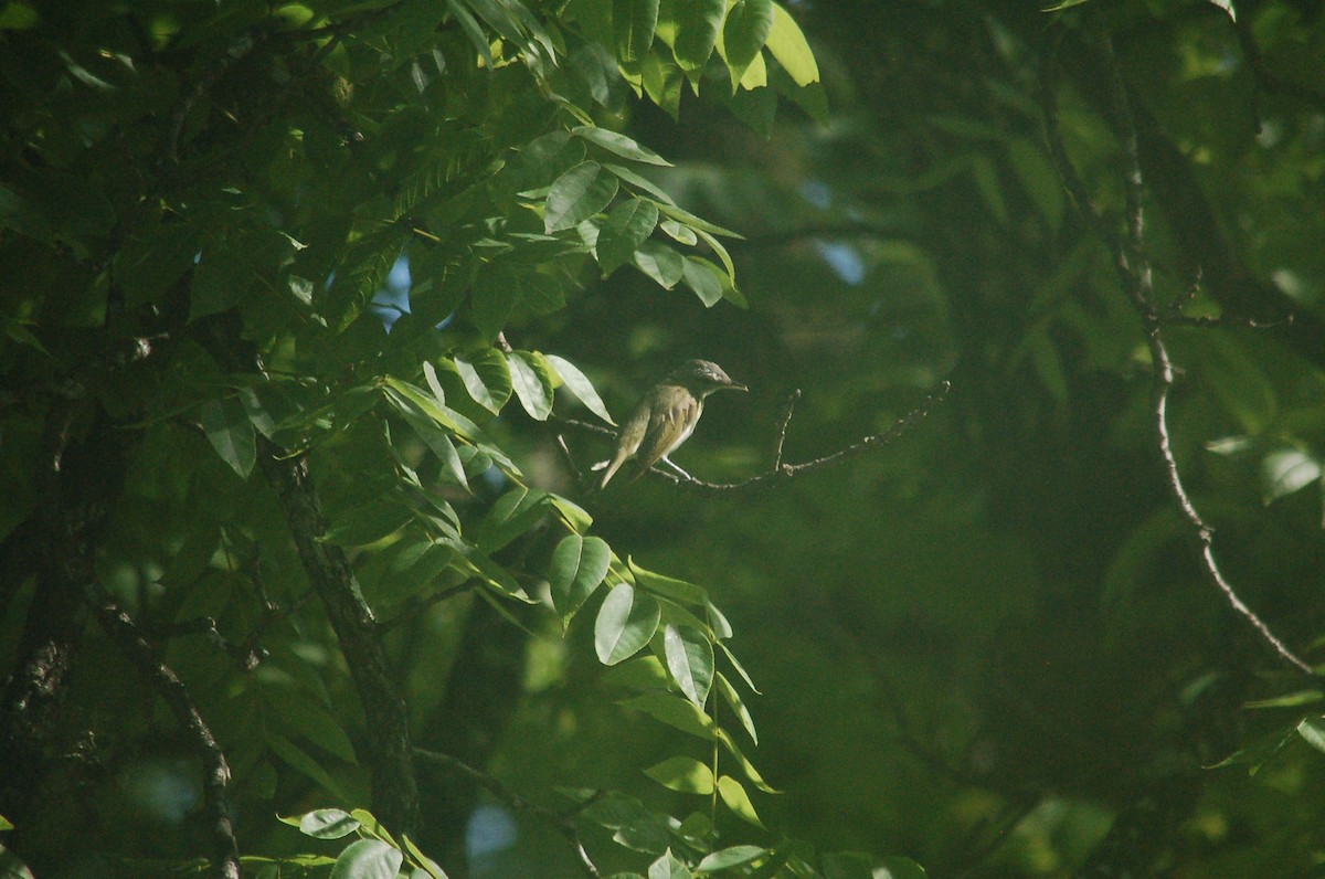 Rotaugenvireo - ML638316512