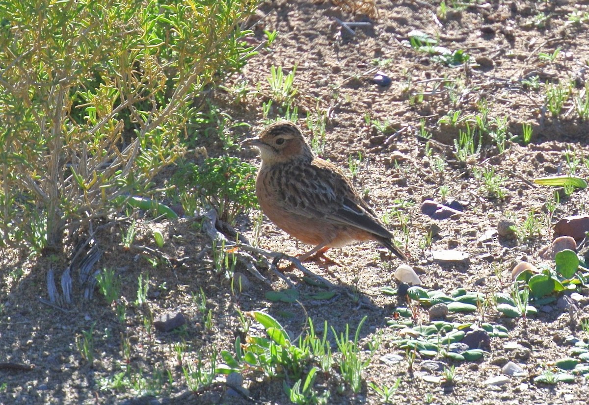 Spike-heeled Lark - ML638316517