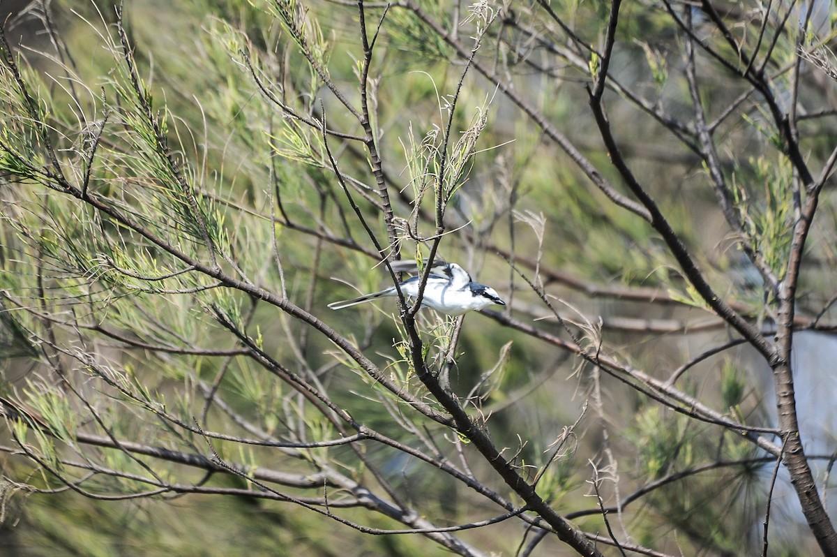 Ashy Minivet - ML638316554