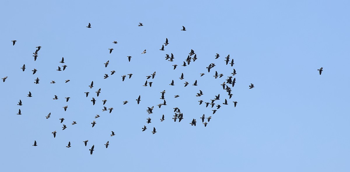 Stock Dove - ML638316557