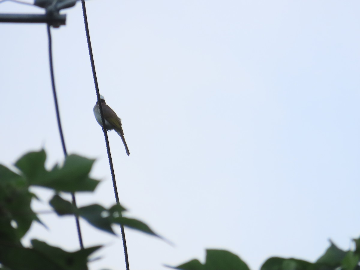 白頭翁 - ML638316568