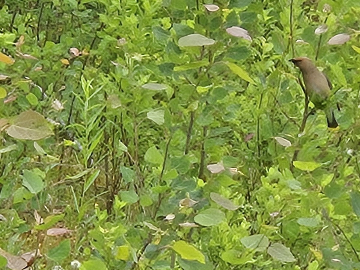 Cedar Waxwing - ML638316570