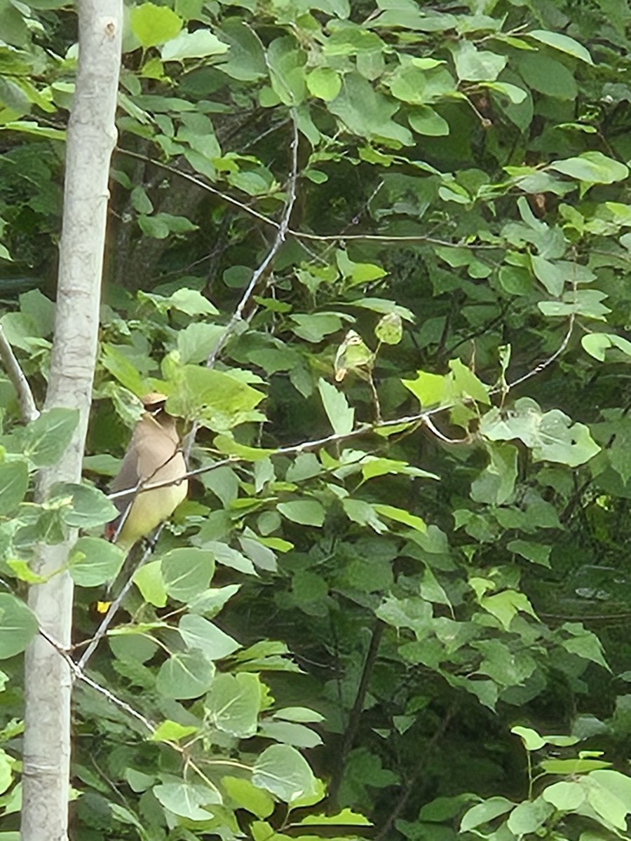 Cedar Waxwing - ML638316571