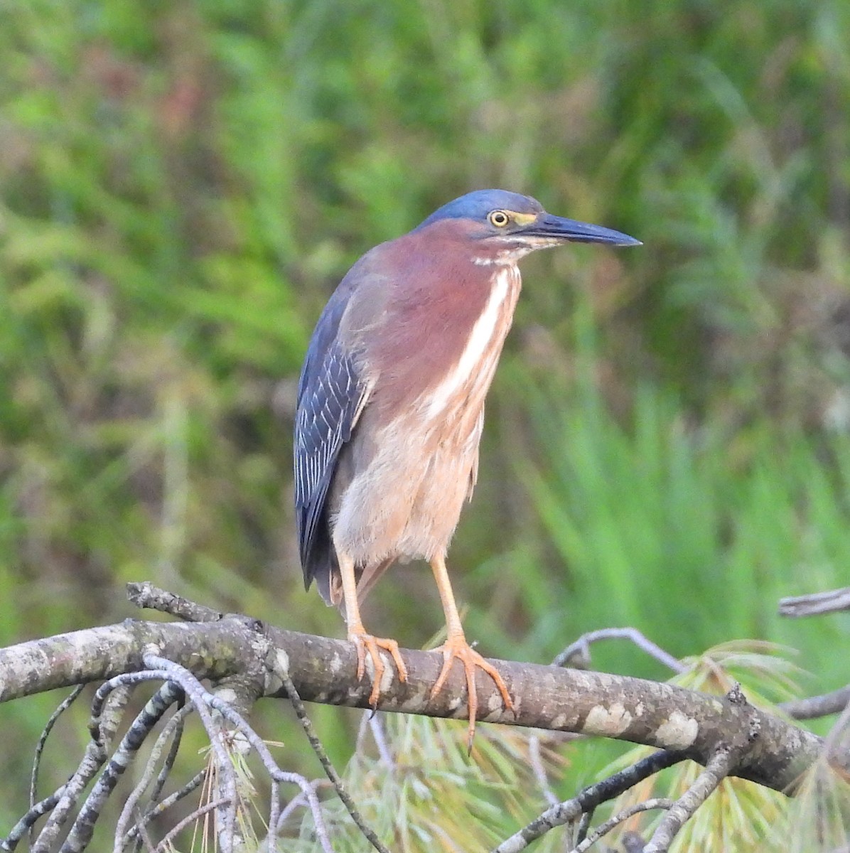Green Heron - ML638316596