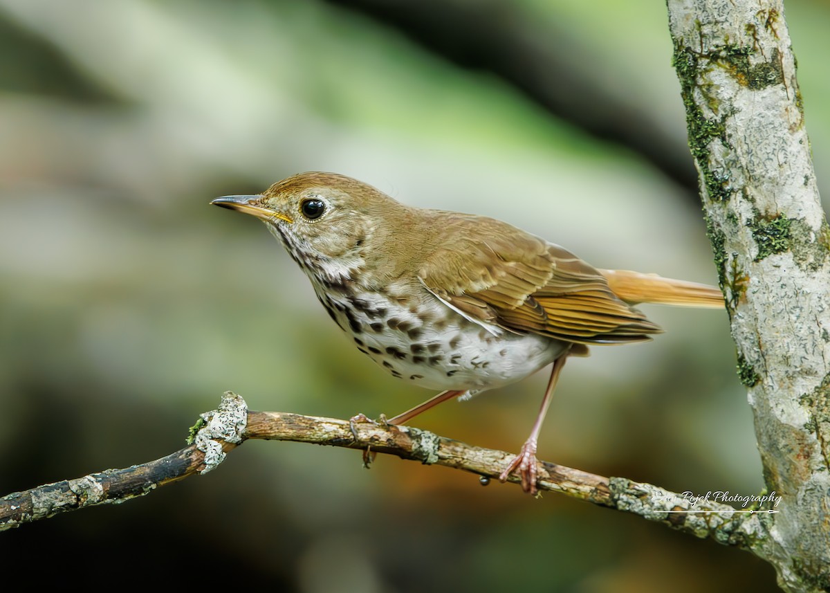 Hermit Thrush - ML638316606