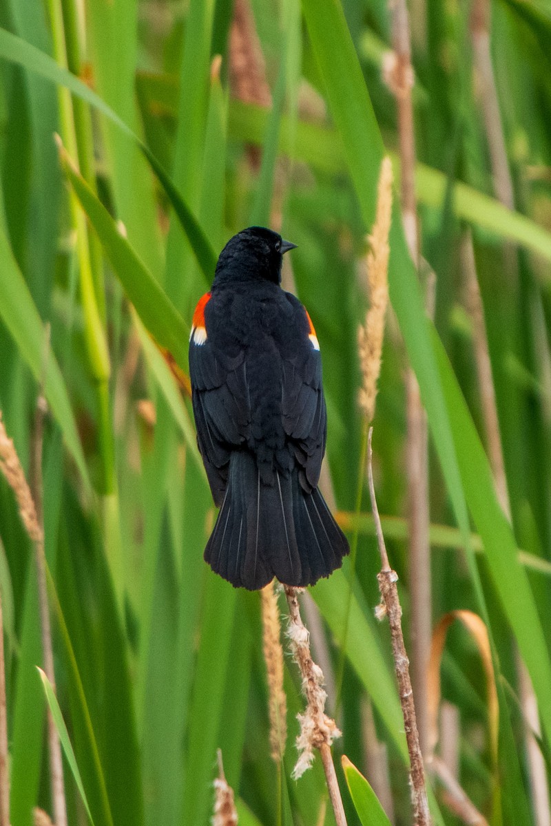 Red-winged Blackbird - ML638316609