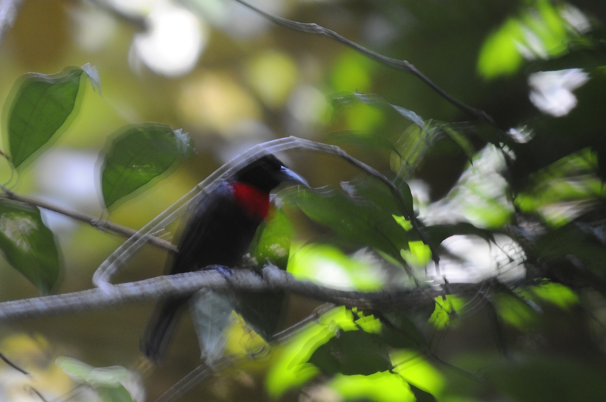 Blue-billed Malimbe - ML638316612