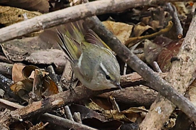 Lemon-rumped Warbler - ML638316632