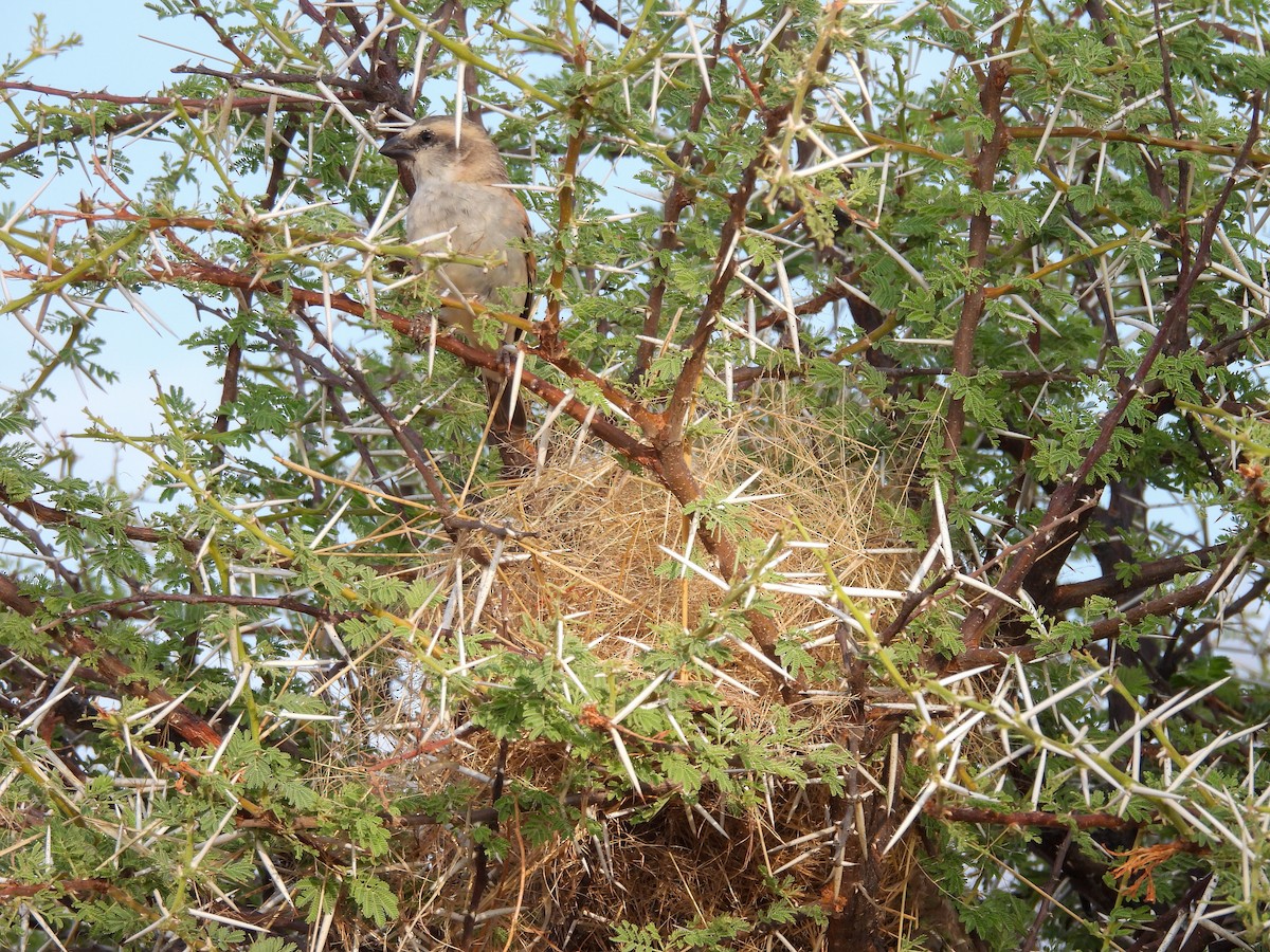 Great Rufous Sparrow - ML638316639