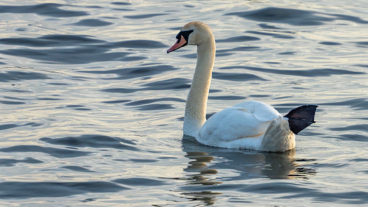 Mute Swan - ML638316649