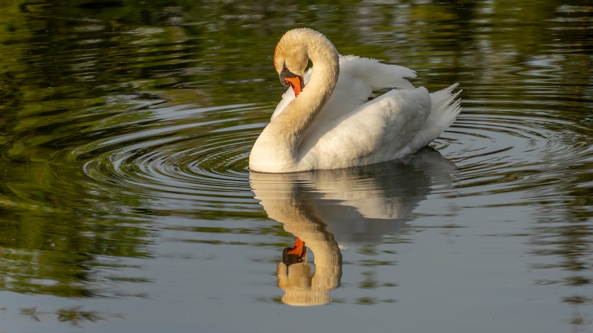 Mute Swan - ML638316650
