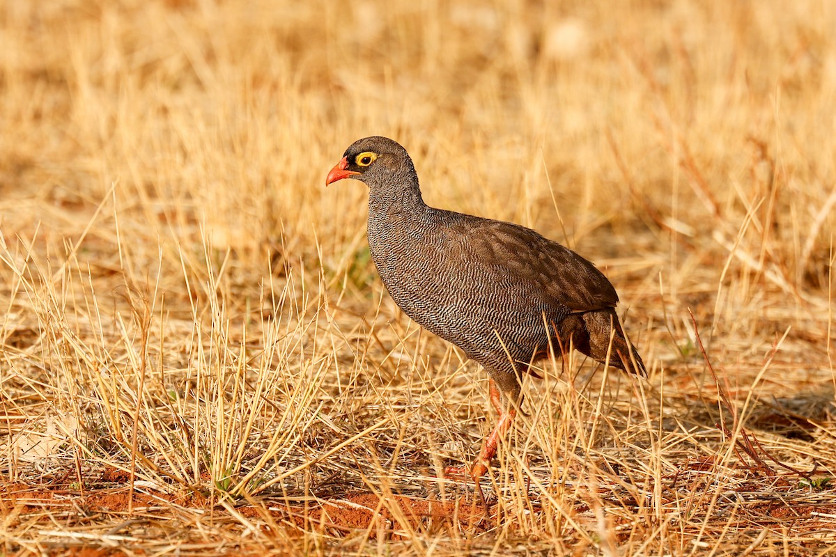 Red-billed Spurfowl - ML638316652
