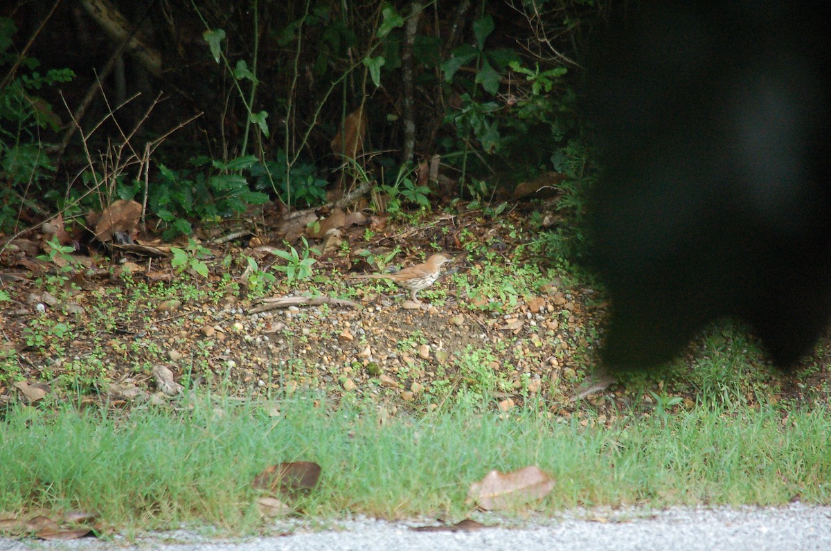Brown Thrasher - ML638316653